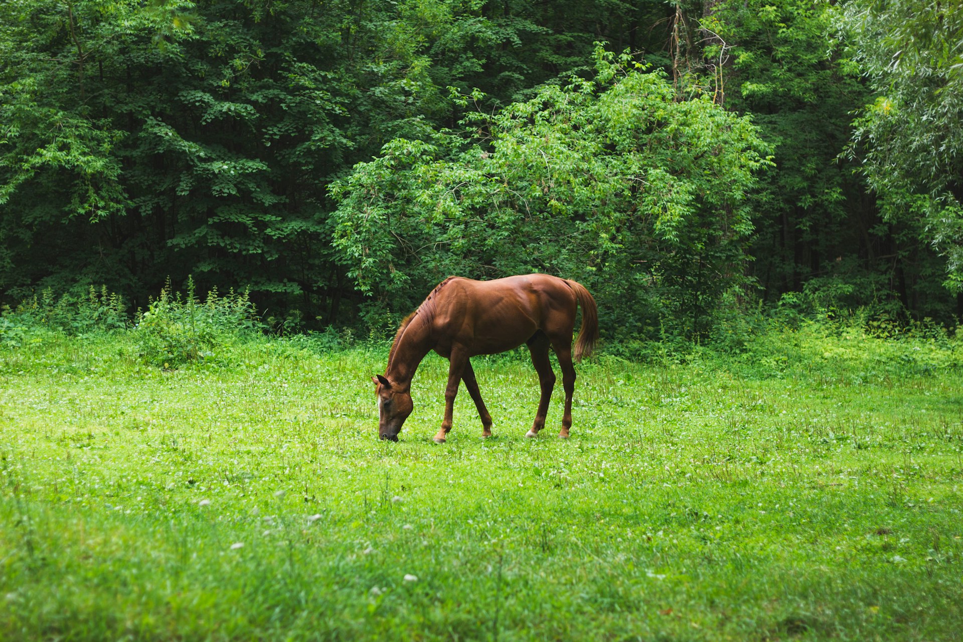 brown horse